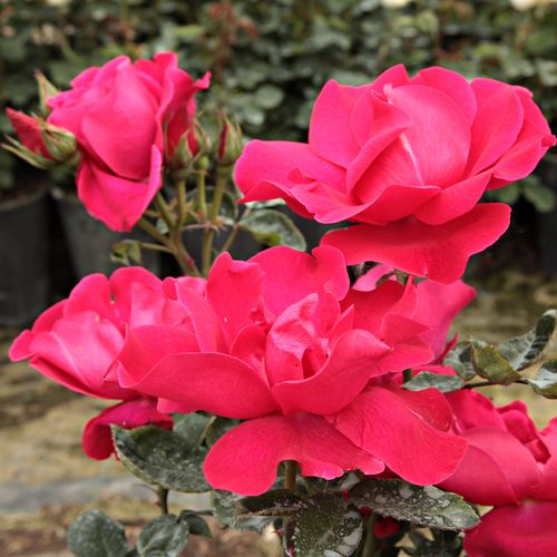 Rosen Gärtnerei - floribundarosen - rot - Rosa Anne Poulsen® - diskret duftend - Poulsen, Svend - Bildet einen angenehmen Kontrast zu gelbgrünen Blättern und blumen, passt auch gut zu roten und lilafarbenen Blumen.